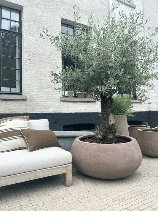 Olijfboom – Olea europaea bonsai – 250 cm