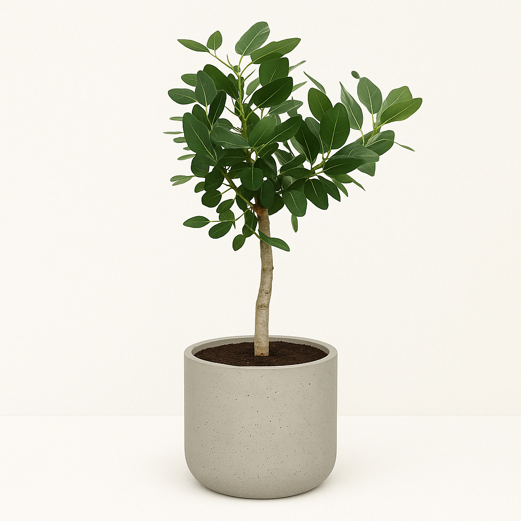 Banyanboom – Ficus benghalensis – 200 cm