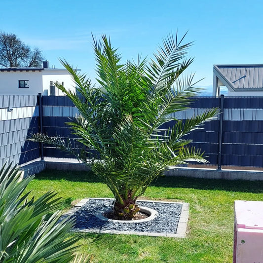 Canarische dadelpalm – Phoenix Canariensis – 180 cm