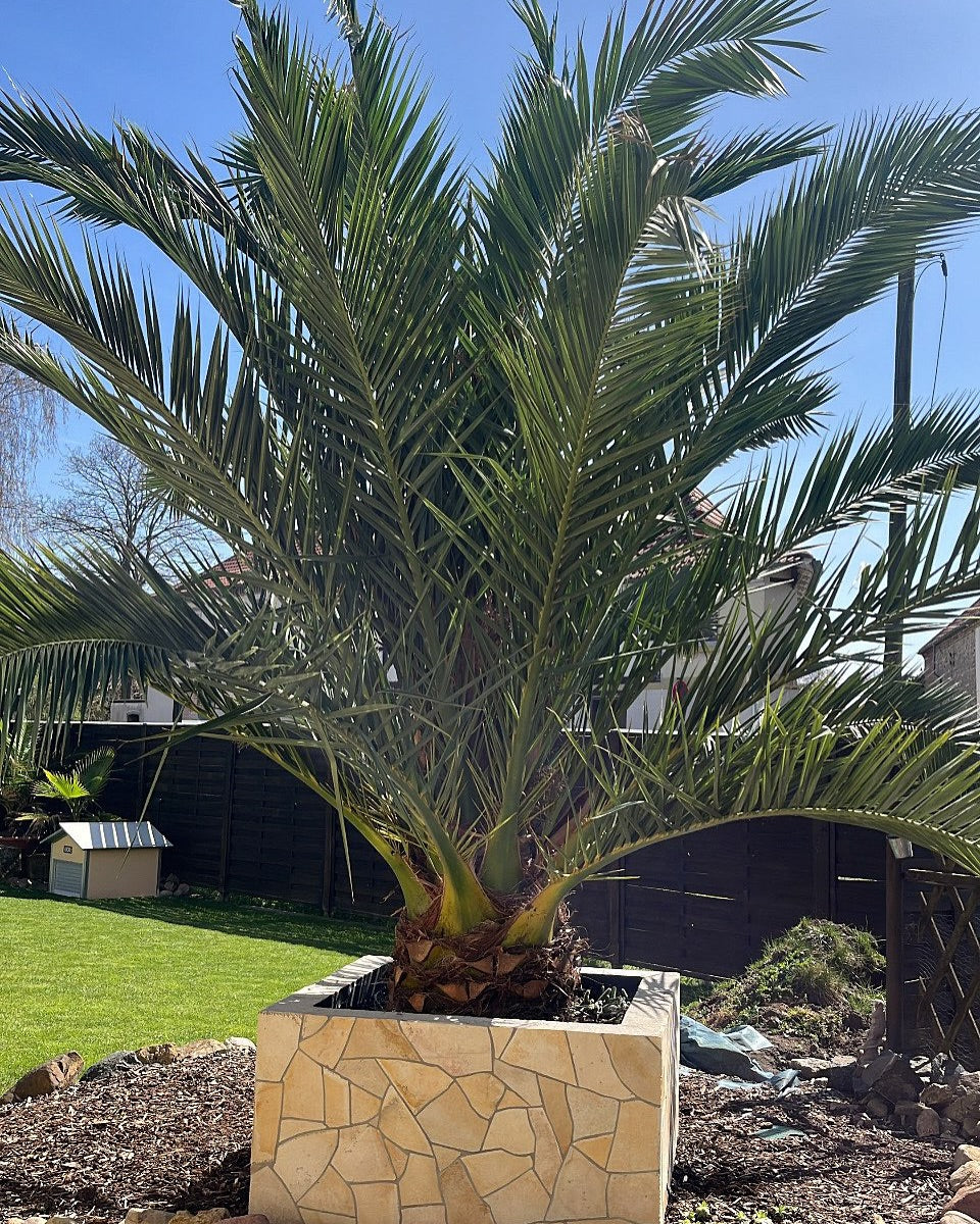 Canarische dadelpalm – Phoenix canariensis – 300 cm