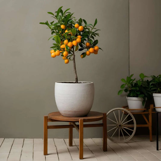 Citroenboom – Citrus calamondin – 80 cm