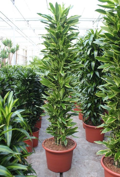 Drakenbloedboom – Dracaena Golden Coast – 200 cm