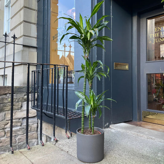 Drakenbloedboom – Dracaena Janet Lind – 180 cm