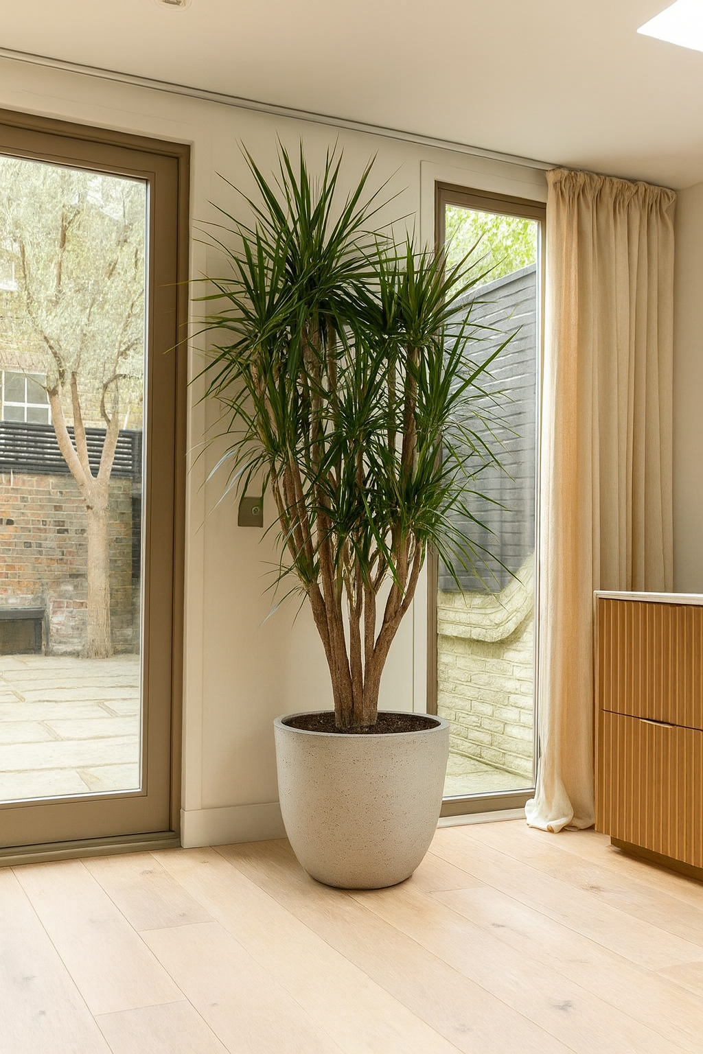 Drakenboom – Dracaena marginata – 220 cm