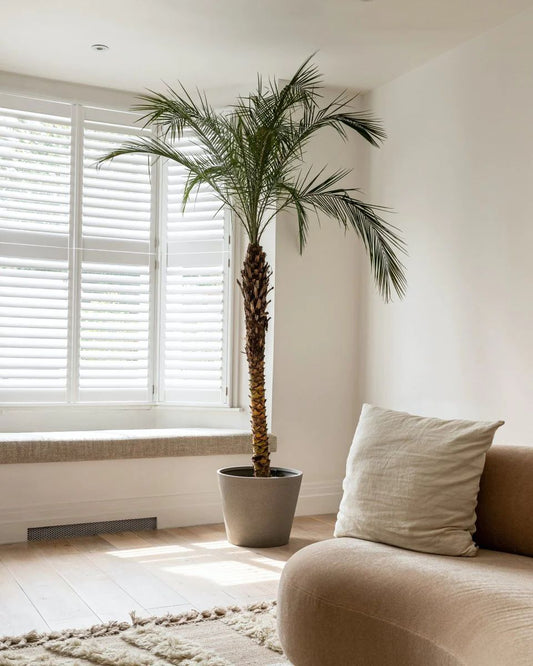 Dwergdadelpalm – Phoenix Roebelinii – 200 cm