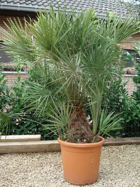 Dwergpalm – Chamaerops Humilis – 180 cm