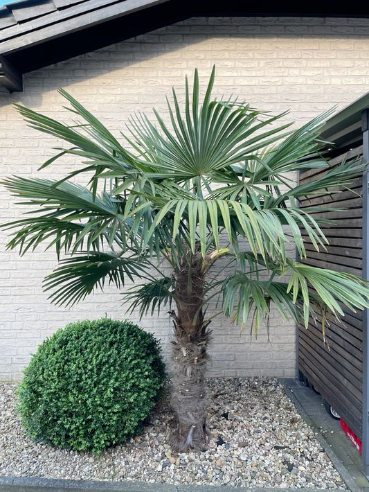 Henneppalm – Trachycarpus fortunei – 180 cm