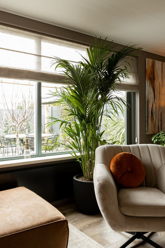 Kentia Palm XXL – Howea Forsteriana – 260 cm