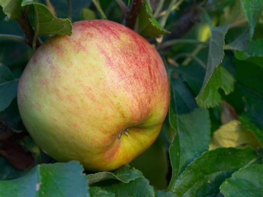 Lei appelboom Elstar (Malus domestica elstar)