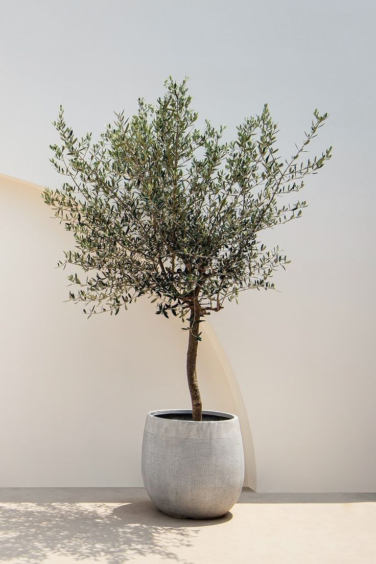 Olijfboom – Olea Lorc – 200 cm