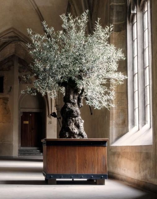 Olijfboom – Olea europaea bonsai – 270 cm