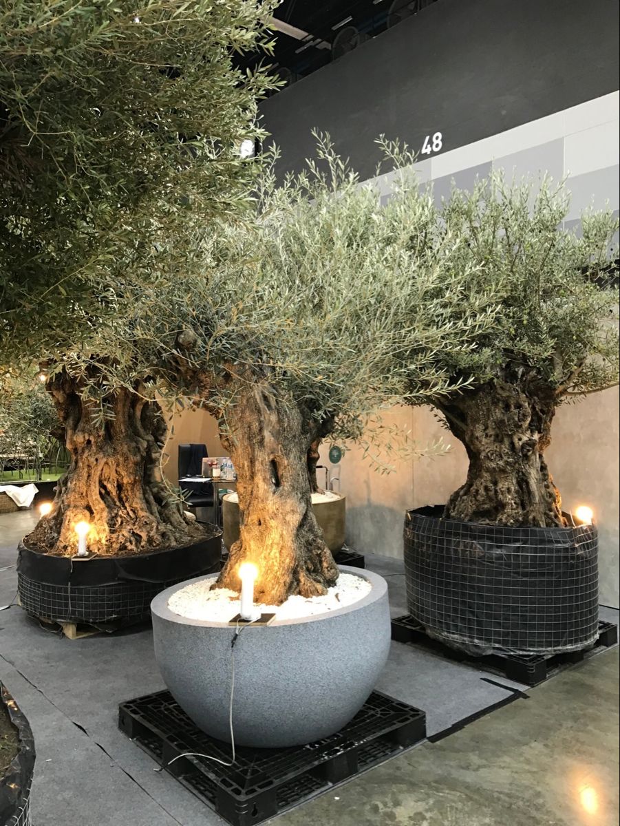 Olijfboom – Olea europaea bonsai – 270 cm