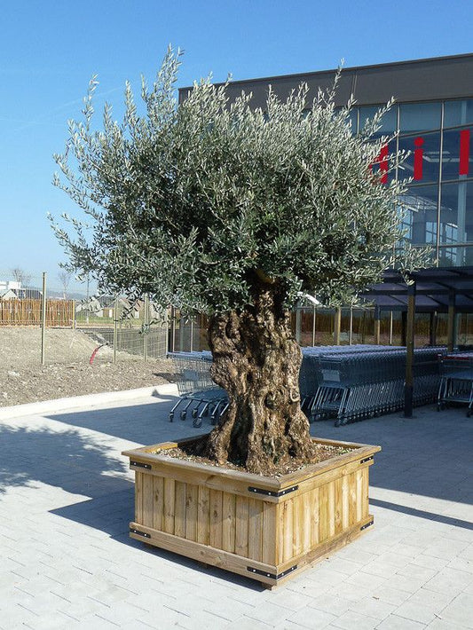 Olijfboom – Olea europaea bonsai – 270 cm
