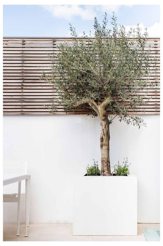 Olijfboom – Olea europaea cultivo – 220 cm