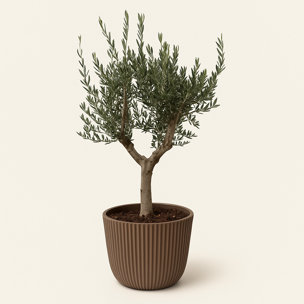 Olijfboom – Olea europaea cultivo – 220 cm