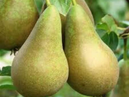 Lei perenboom Conference (Pyrus communis)