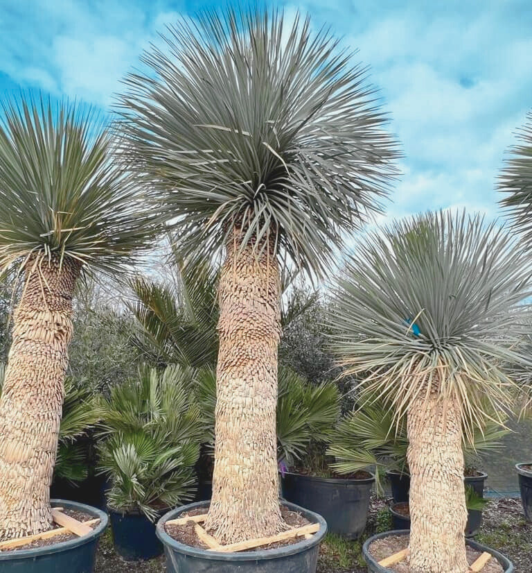 Palmlelie – Yucca rostrata XL – 160 cm
