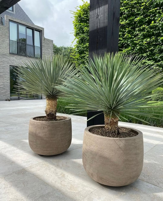 Palmlelie – Yucca rostrata – 120 cm