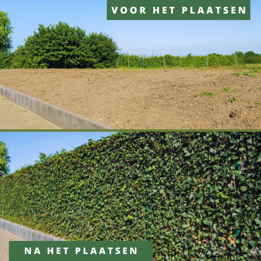 Kant en klaar haag - Hedera hibernica -180 cm - Gehele jaar te planten - v.a. 3 stuks