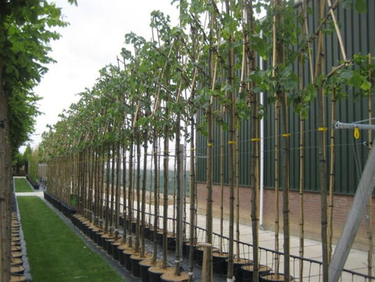 Leilinde (Tilia europaea)