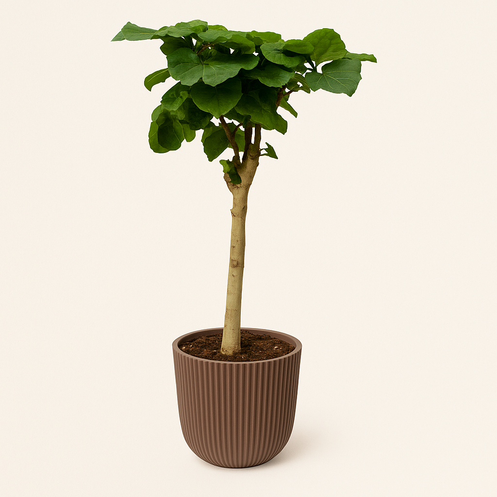 Vijgenboom op stam - Ficus Umbellata - 180 cm