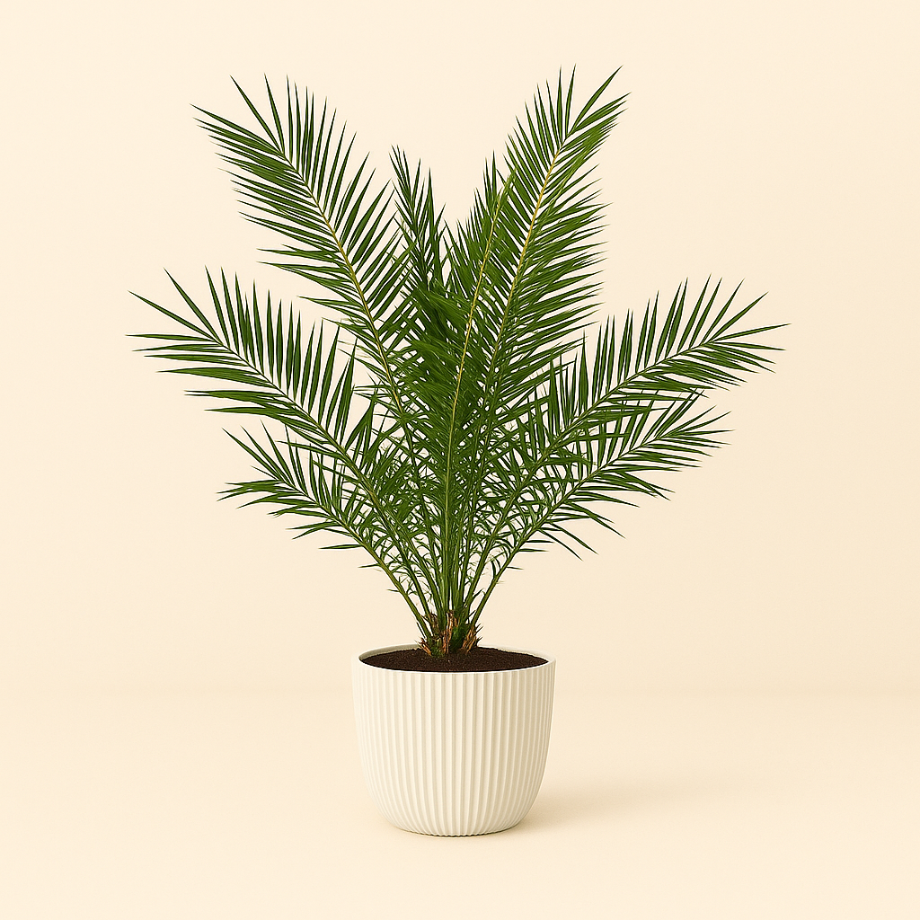 Canarische dadelpalm – Phoenix Canariensis – 180 cm
