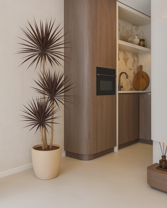 Drakenbloedboom – Dracaena Magenta – 180 cm