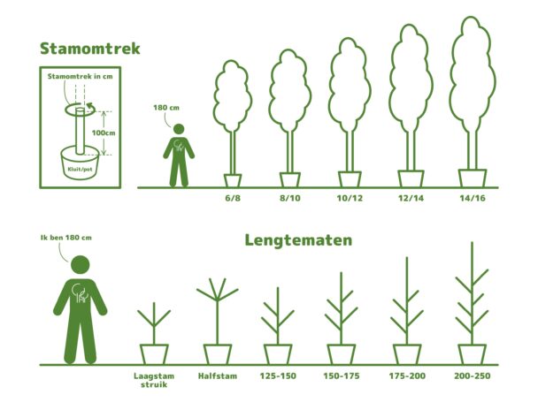 Lei Amberboom (Worplesdon)