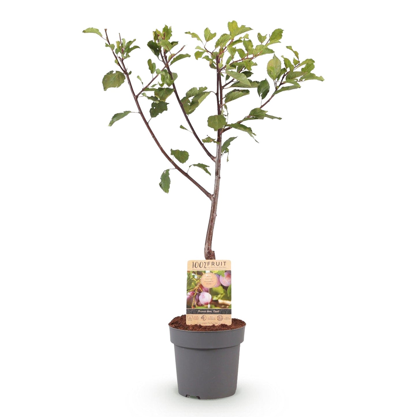 Pruimenboom – Prunus domestica Opal – 90 cm