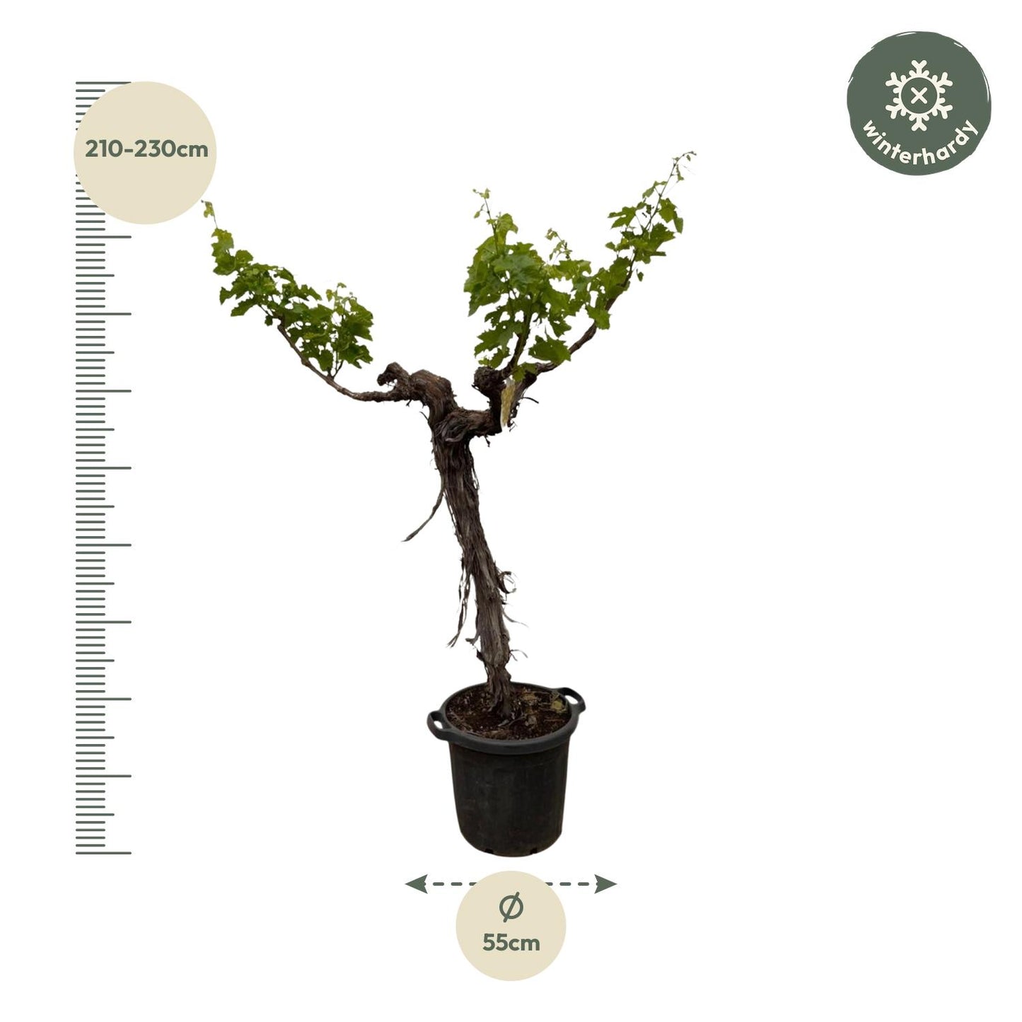 Druivenboom – Vitis vinifera – 220 cm