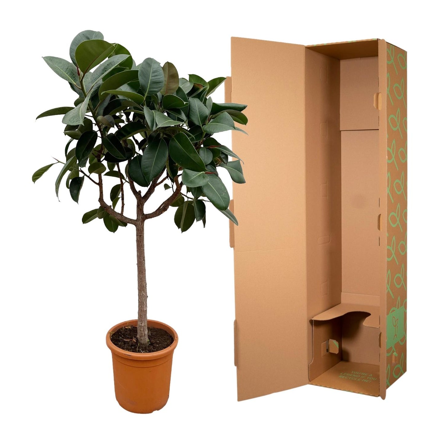 Rubberboom op stam – Ficus Elastica Robusta – 190 cm