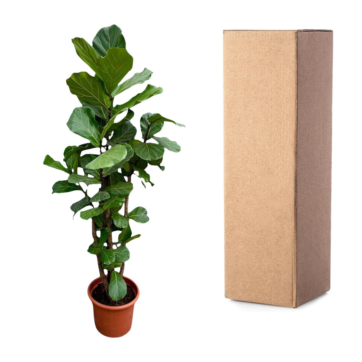 Vioolbladplant – Ficus Lyrata vertakt – 220 cm