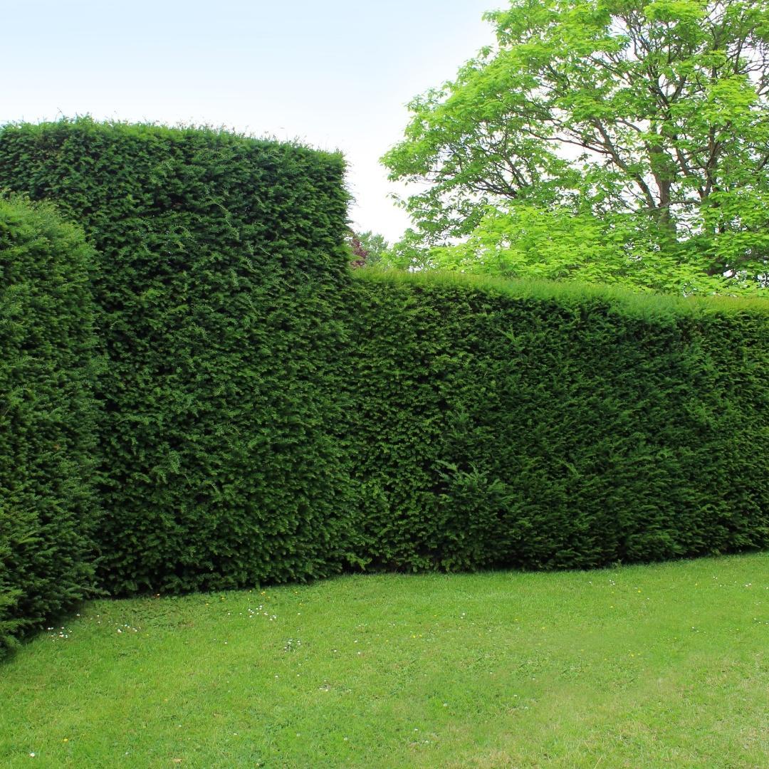 Taxus haag – Taxus baccata – 20 stuks – 100–125 cm