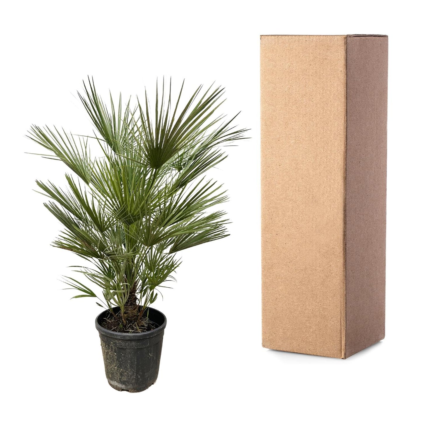 Dwergpalm – Chamaerops humilis – 150 cm