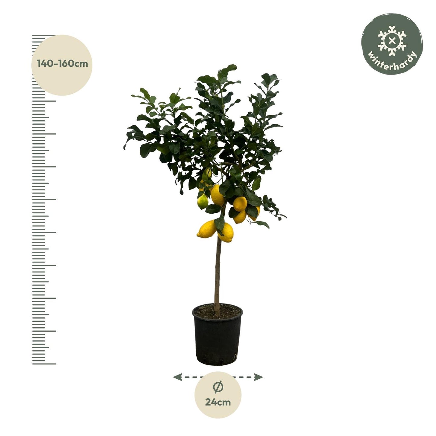 Citroenboom – Citrus Lemon – 150 cm