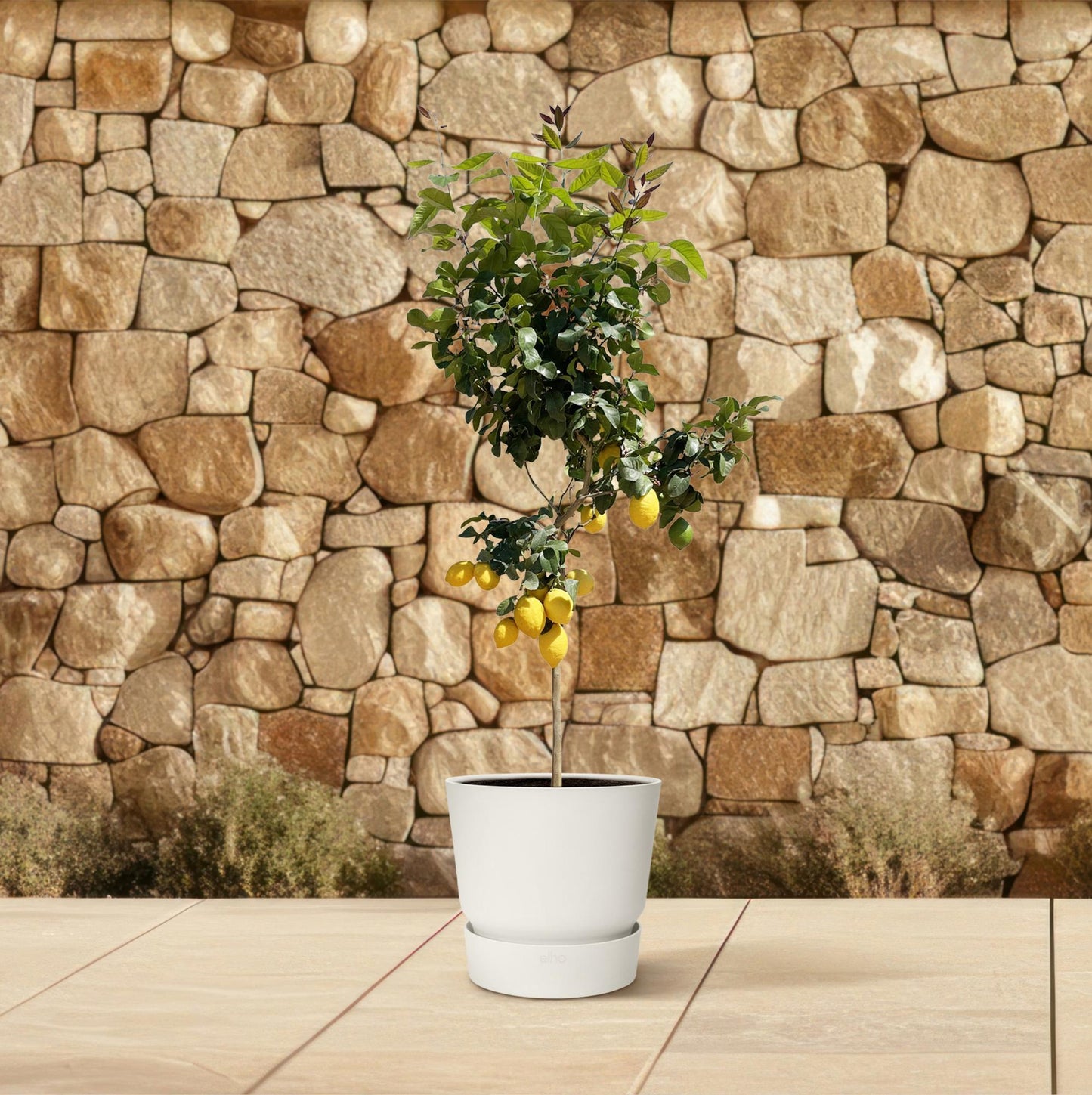 Citroenboom – Citrus limon – 150 cm