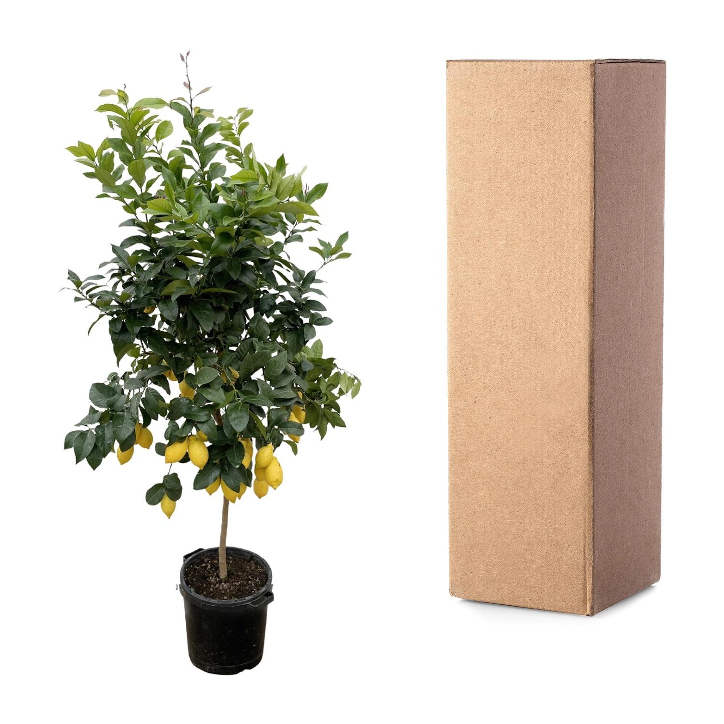 Citroenboom – Citrus lemon – 200 cm