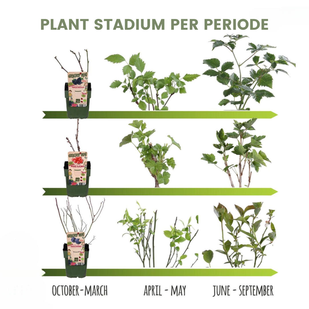 Perenboom – Pyrus – 160 cm