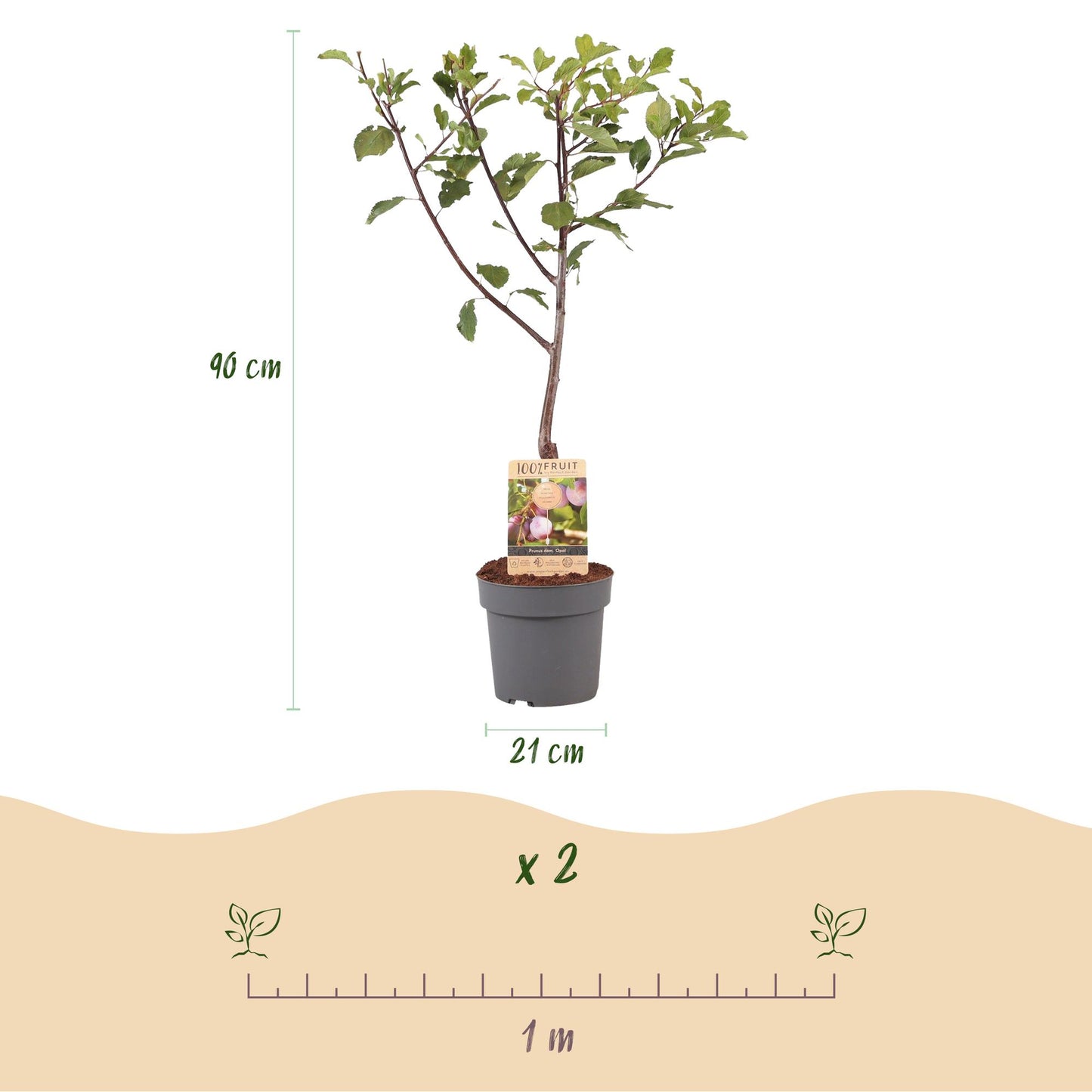 Pruimenboom – Prunus domestica Opal – 90 cm