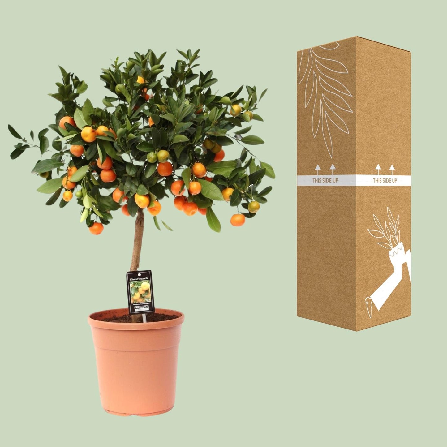Citroenboom – Citrus calamondin – 80 cm