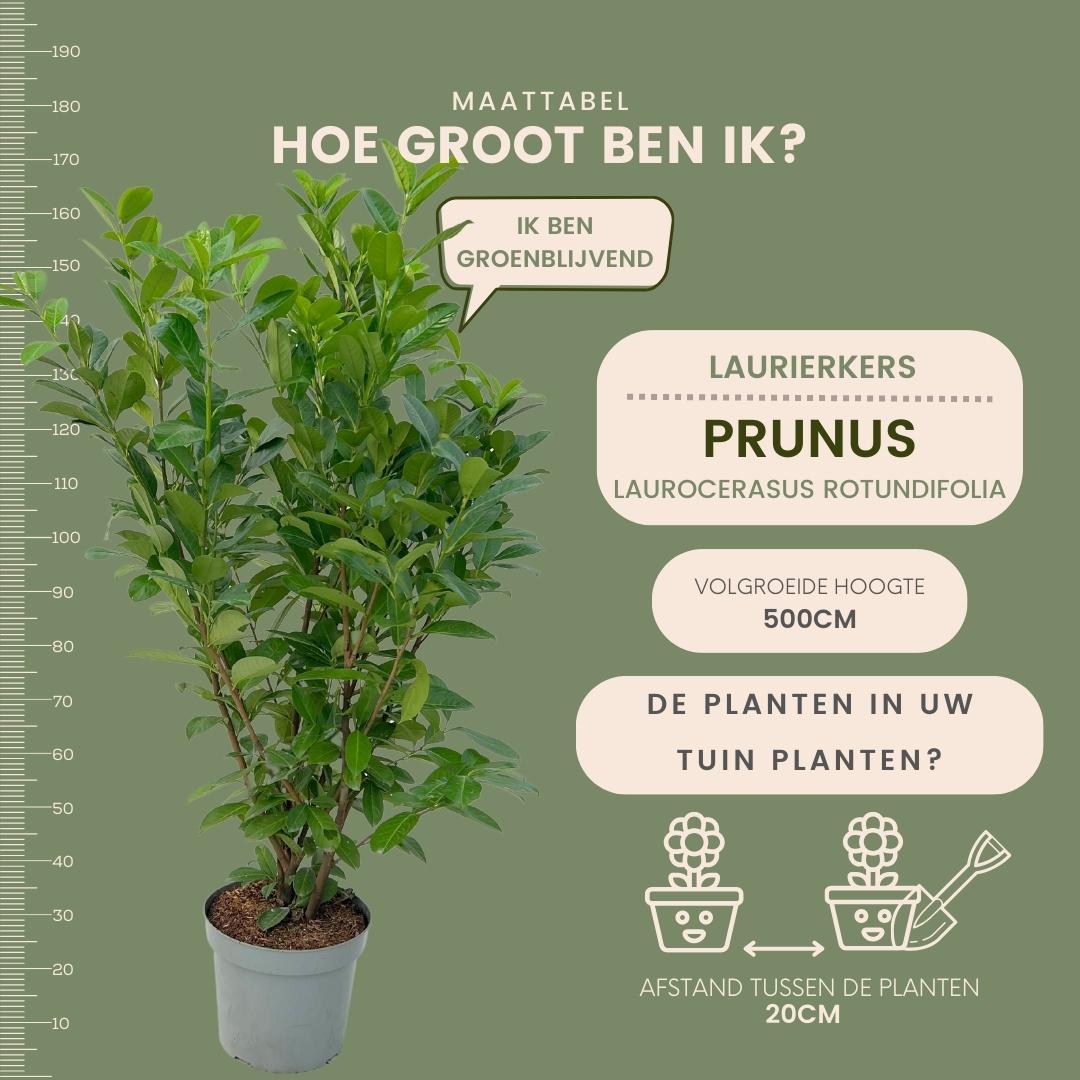 Laurierkers haag – Prunus laurocerasus – 10 meter breed – 150 cm