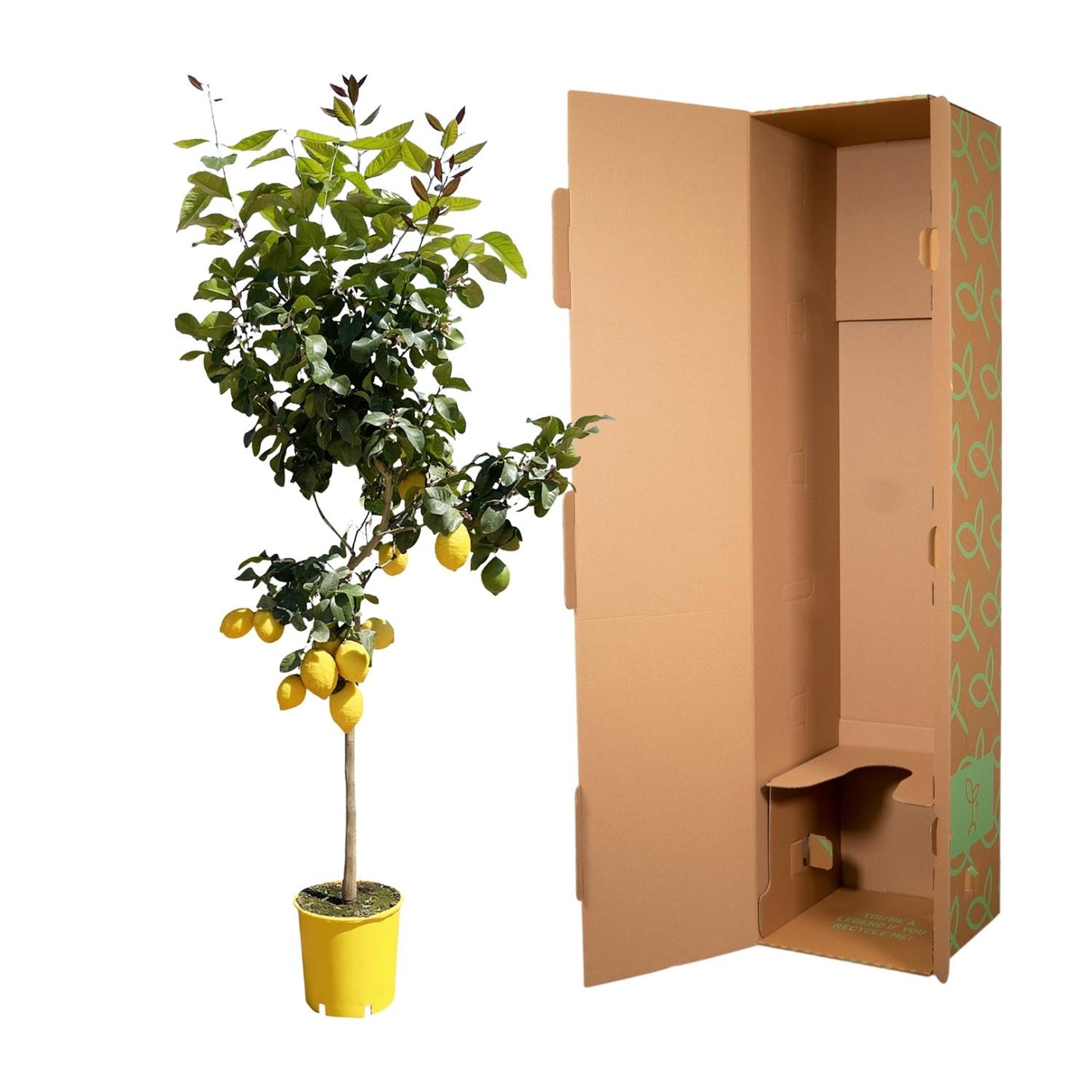 Citroenboom – Citrus limon – 150 cm