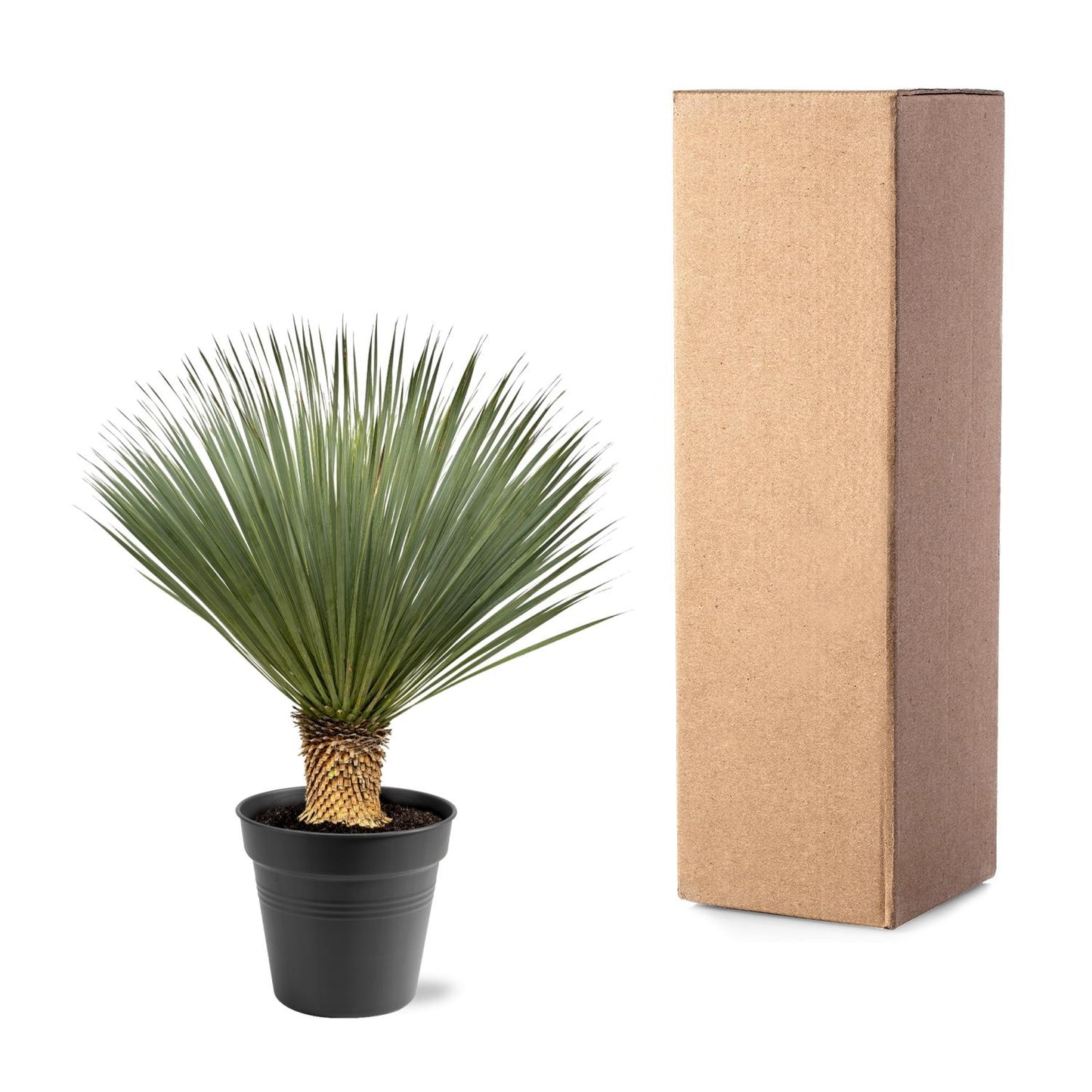 Palmlelie – Yucca rostrata – 120 cm