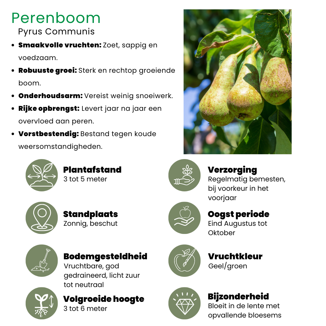Perenboom – Pyrus – 160 cm