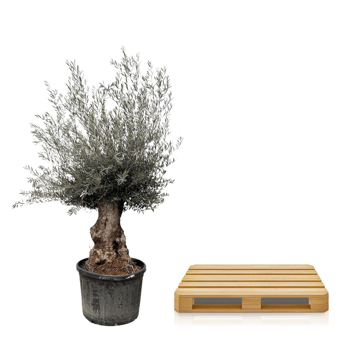 Olijfboom – Olea europaea bonsai – 270 cm