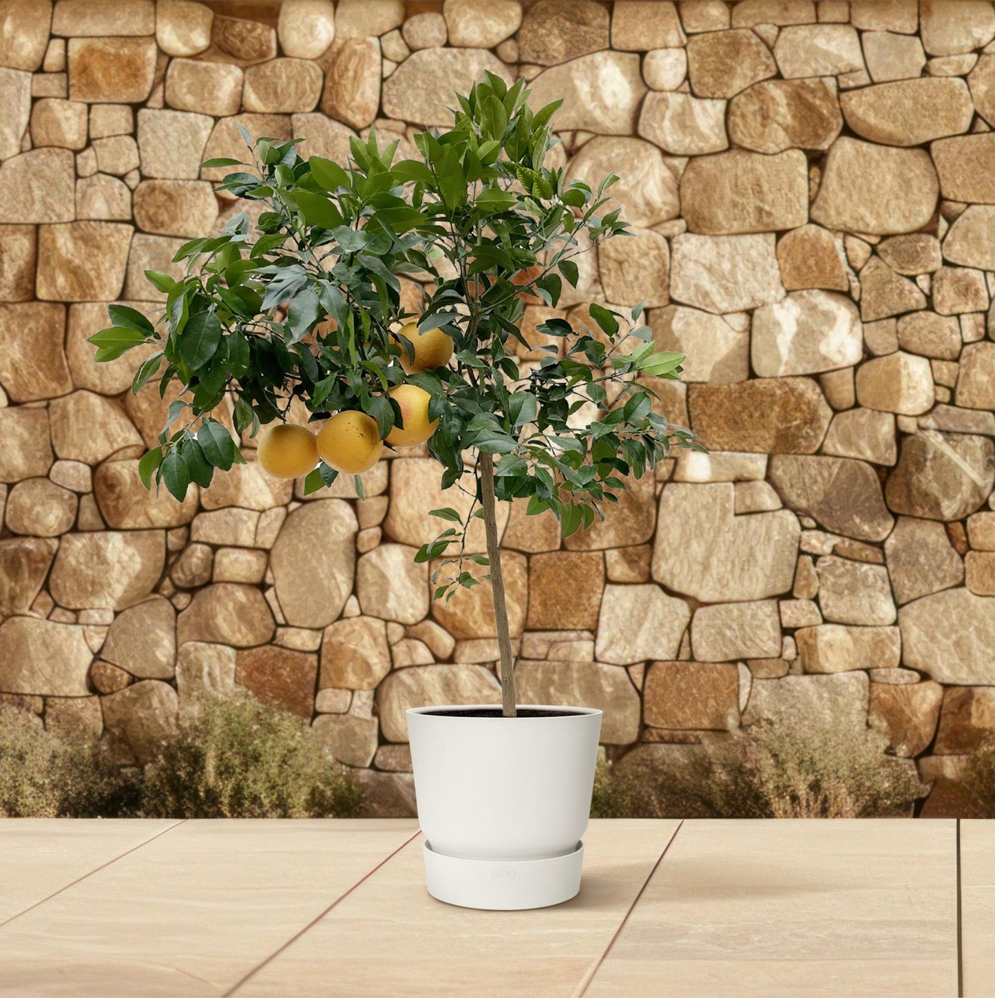 Pompelmoes – Citrus pompelmo – 150 cm