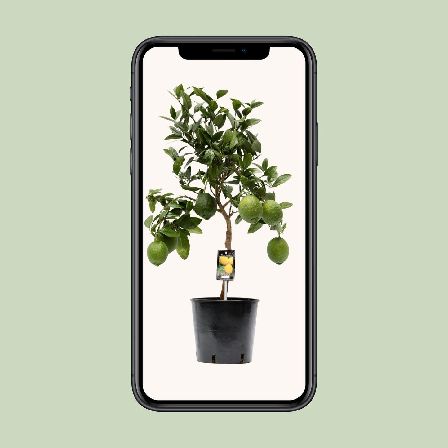 Citroenboom – Citrus lemon – 80 cm