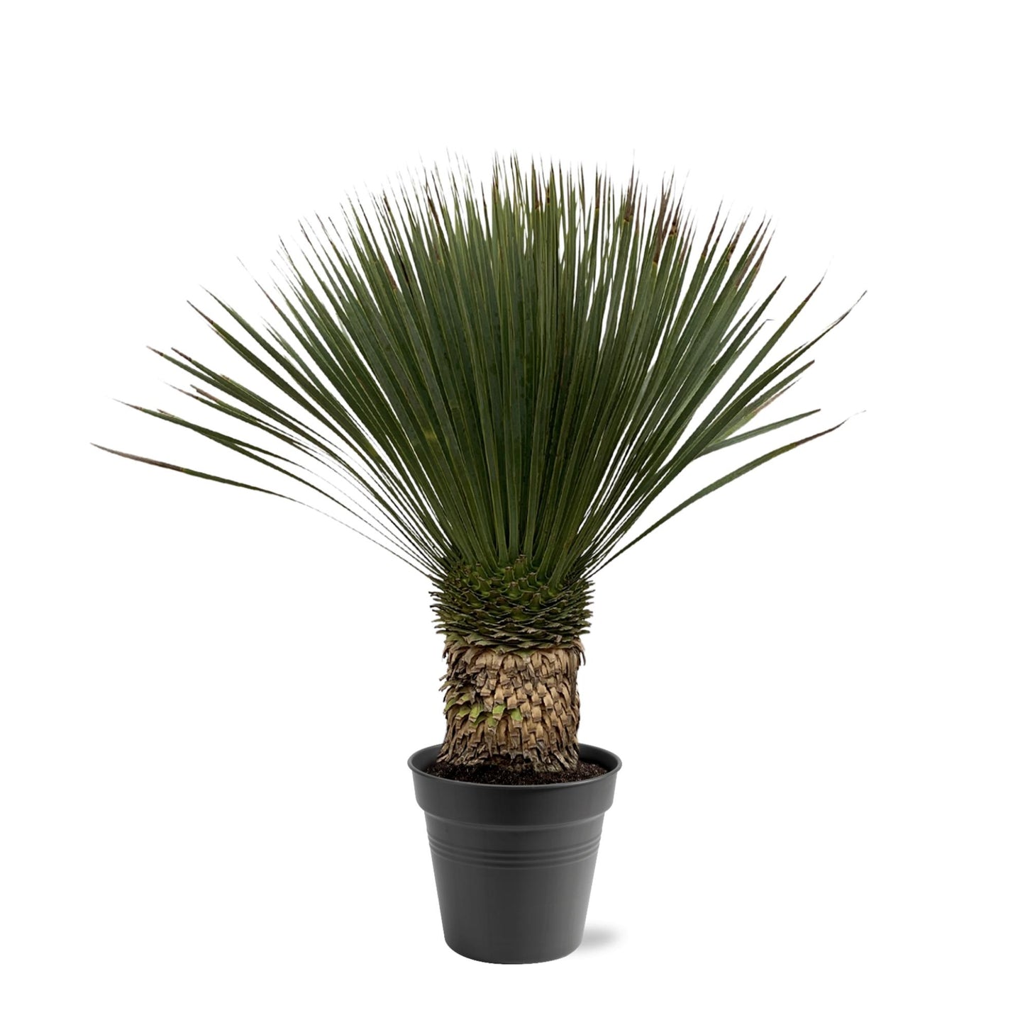 Palmlelie – Yucca rostrata – 100 cm