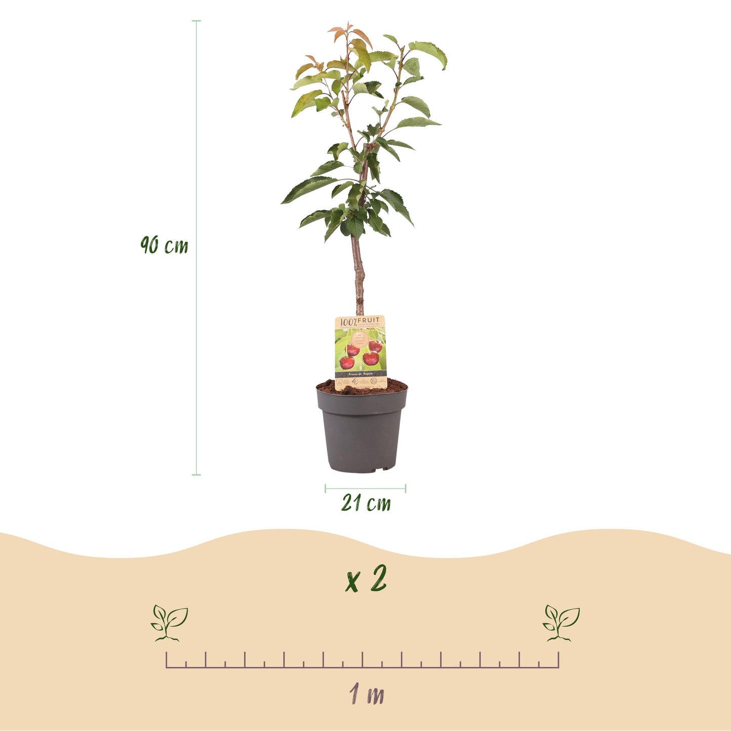 Kersenboom – Prunus avium Regina – 90 cm