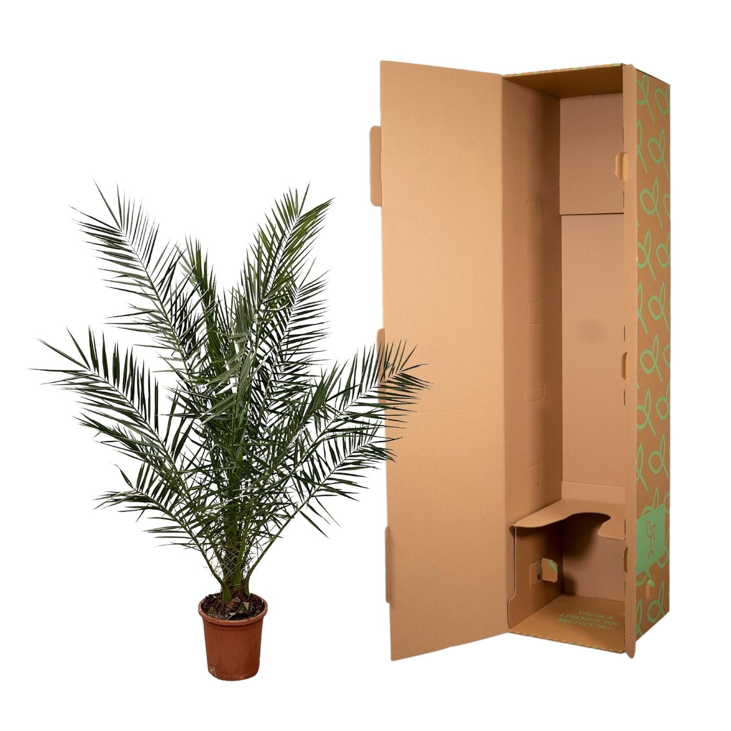 Canarische dadelpalm – Phoenix Canariensis – 180 cm